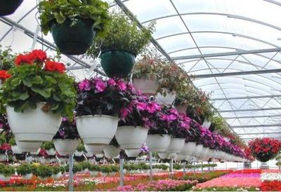 常見(jiàn)花草與豆類(lèi)作物的栽培技術(shù)指南