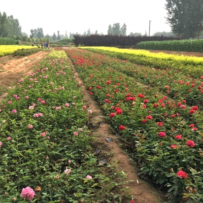 花卉種植中黃葉問(wèn)題的成因與防治