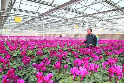 浪漫之城 美麗襄垣 花卉種植描繪生態宜居新畫卷